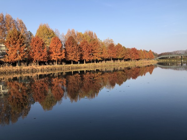 담양 관방제림.