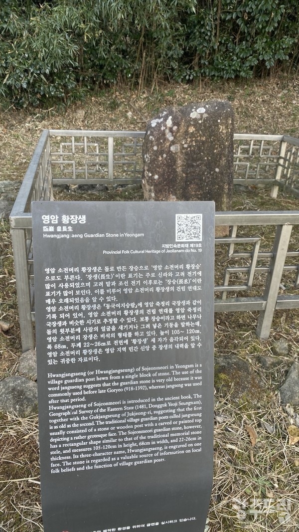 영암 소전머리 황장생.