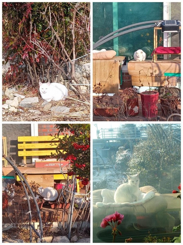 새끼 흰냥이 ‘설기’가 마당 여기저기서 해바라기하는 모습.