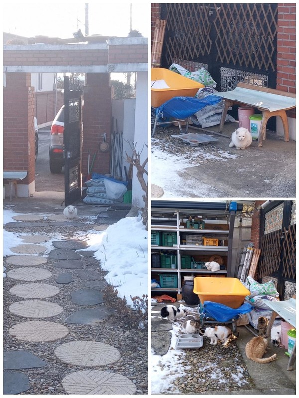 ‘흰냥이’가 몇 년 만에 나타난 날(왼쪽)과, 그 뒤 며칠 동안의 모습(위, 아래)