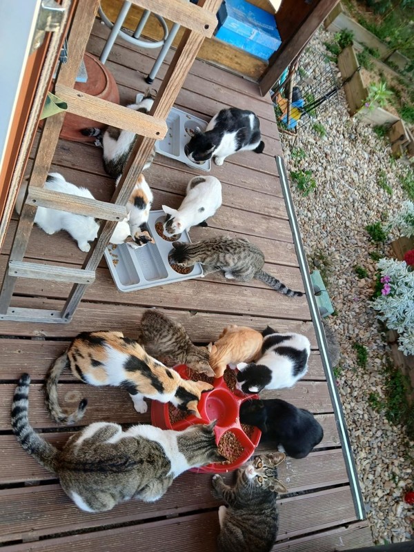 가을 아침의 식사(2024.10.12.)