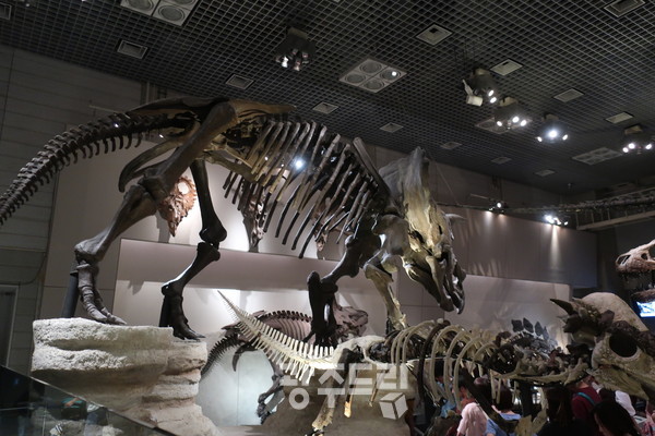 전시된 공룡의 뼈 모형.