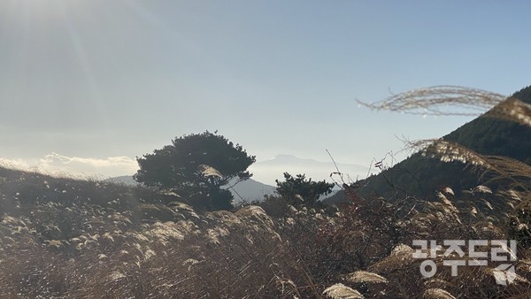 아끈다랑쉬를 움켜쥔 나무 사이로 희미하게 한라산이 보인다.