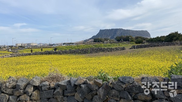 벌써 피어버린 유채꽃.