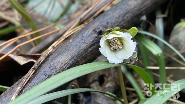 변산아씨로 불리는 변산바람꽃.
