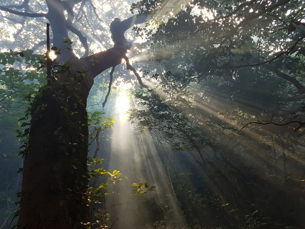 고흥군 비밀의 섬 난대원시림 숲
