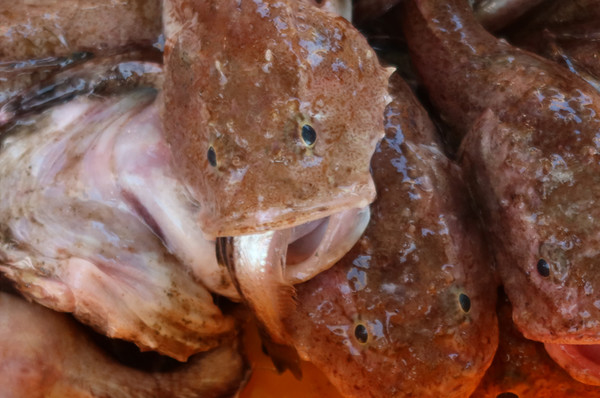 먹잇감을 입에 물고 잡힌 아귀.