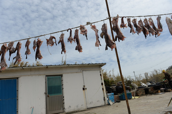 정약전이 유배 생활을 했던 신안군 도초면 우이도 돈목마을 아귀 건조모습.