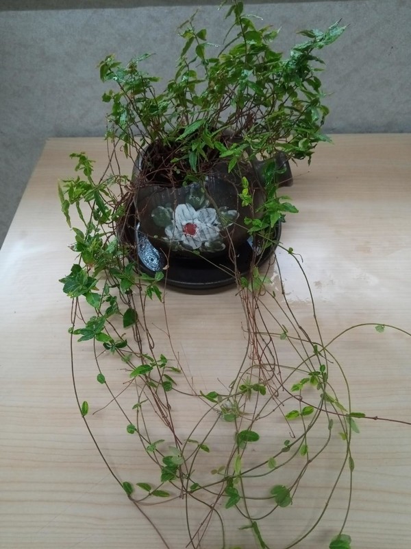 2011년 훈희가 선물해준 ‘좀마삭줄 화분’. 어느새 열다섯 해가 흐르고 있다.