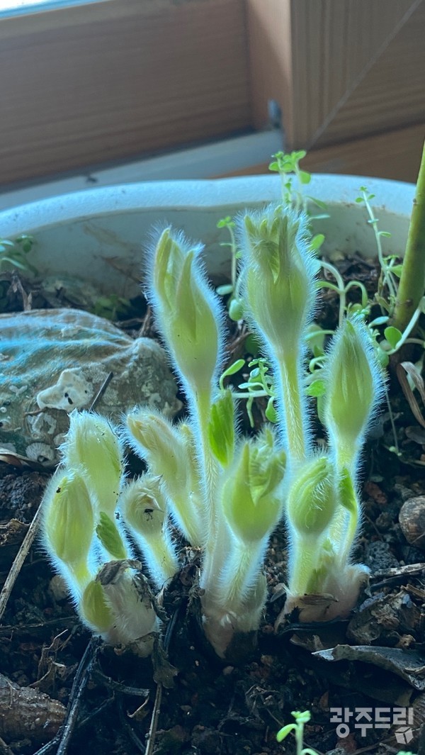 새싹올린 할미꽃.
