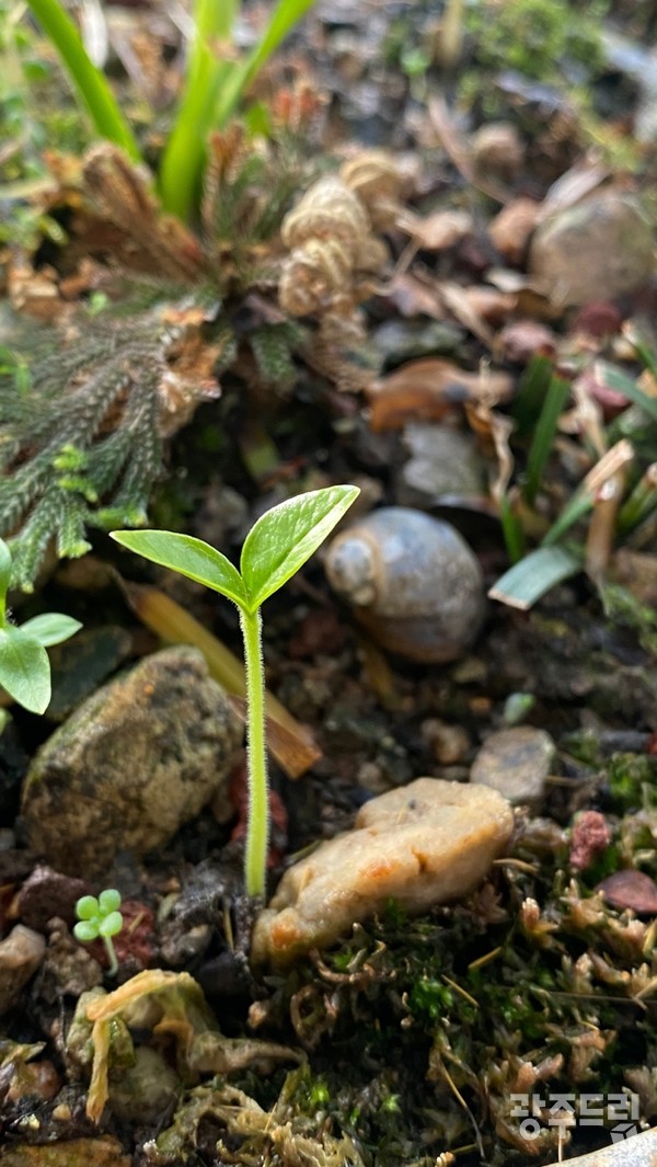 쌍떡잎의 돈나무.