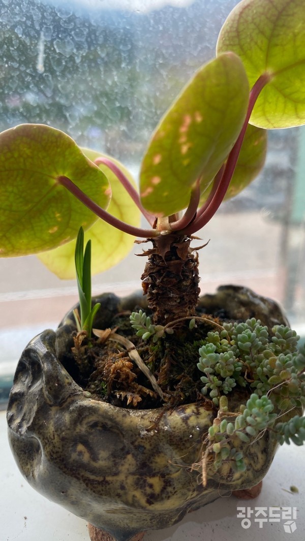 힘내는 필리아 페페.