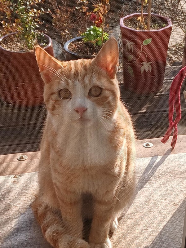 놀란(?) 표정을 하고 있는 ‘치즈’.