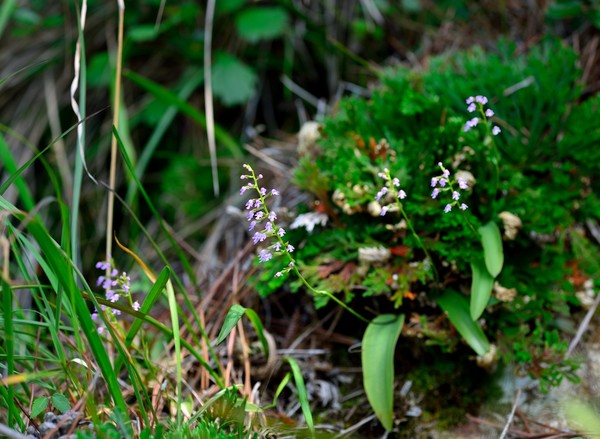 청산도 명품길에서의 병아리 난초.