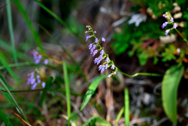 청산도 명품길에서의 병아리 난초.