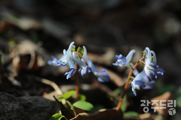 불갑사계곡 현호색.
