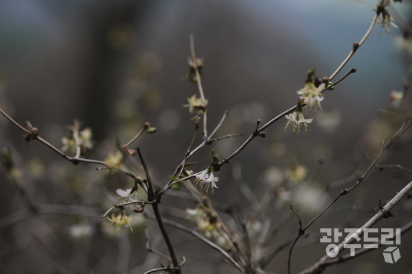 길마가지나무꽃.