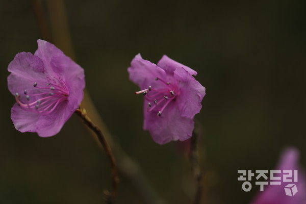 상은적봉의 진달래.