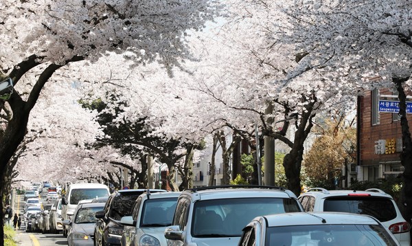 2022년 봄. 벚꽃 명소인 제주시 전농로 왕벚꽃거리에 만개한 벚꽃들. 뉴스1