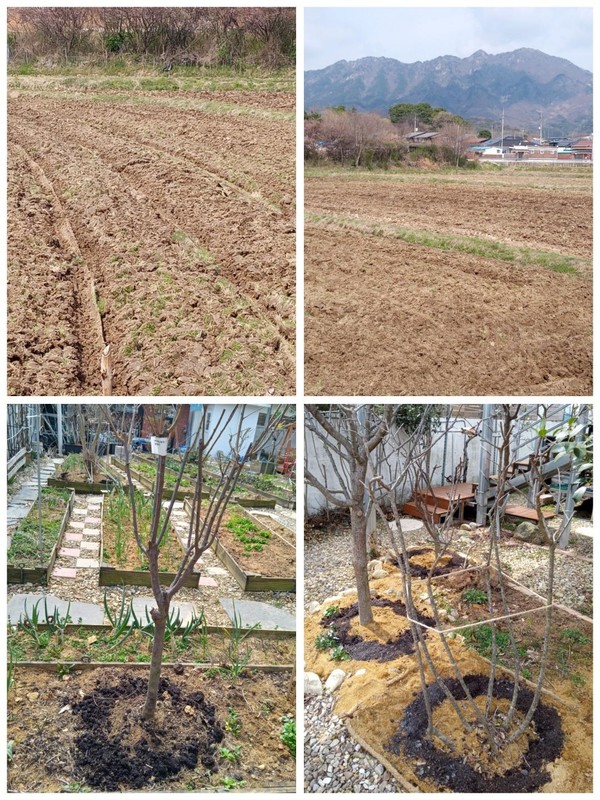 거름 준 며칠 후 논갈이 한 집 옆 논.