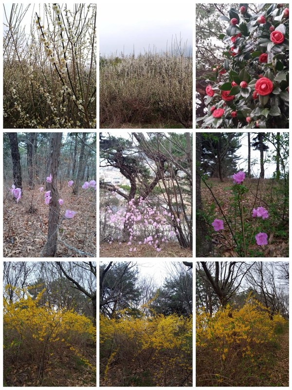 관수정 앞 산책길에 피어 있는 봄꽃들.