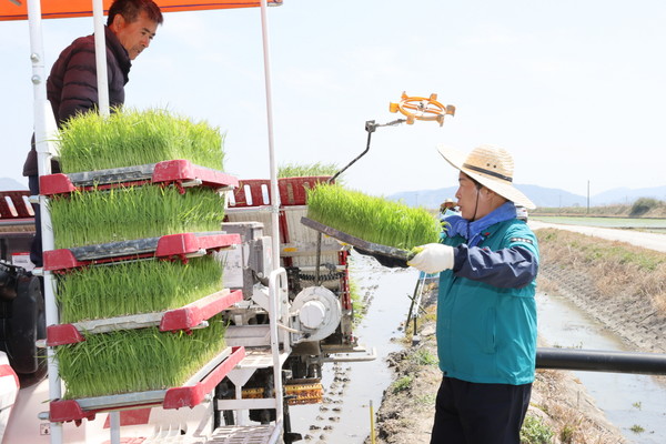 공영민 고흥군수가 조생종 첫 모내기 한 농가에서 일손을 거들고 있다. 