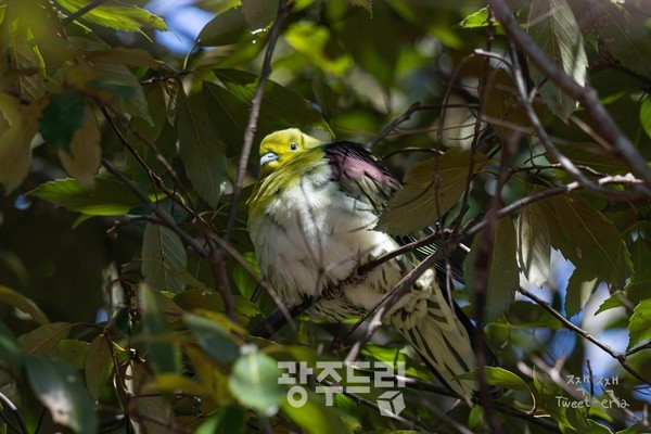 울산녹색비둘기