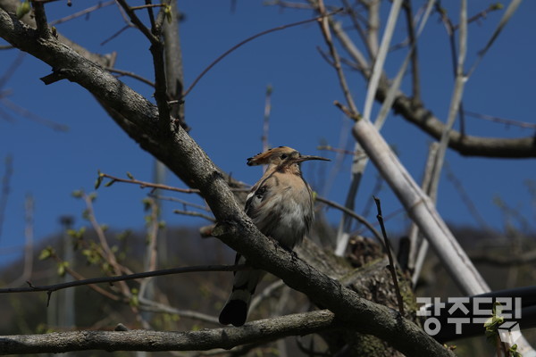 감나무에 앉은 후투티.