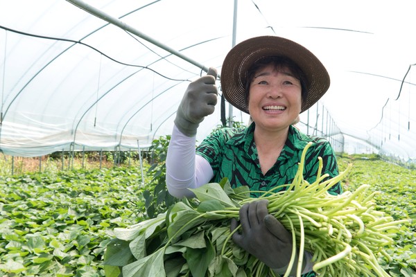 빛고을고구마순채영농조합은 지역 주민들의 협력을 통해 농가 소득을 높이고 지역사회에 활력을 불어넣고 있다.