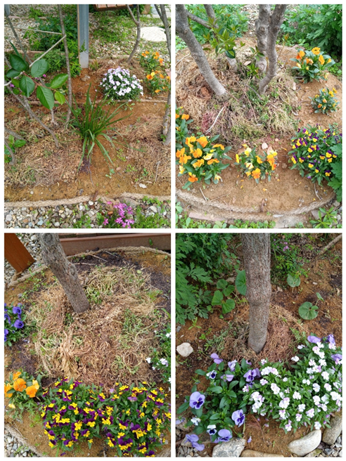 마른 풀들을 나무에 북주기한 모습.