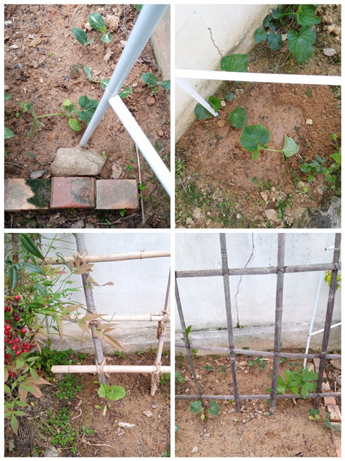 대나무 울타리와 철제 아치 밑에 심은 오이와 호박.