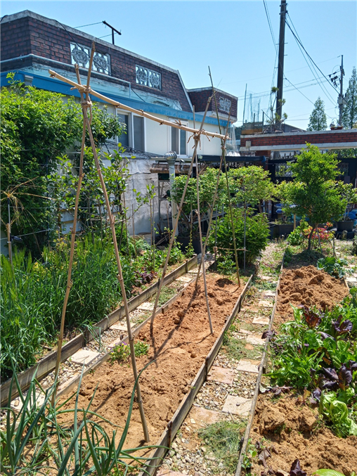 밭갈이 한 밭과 대나무 오이울타리.