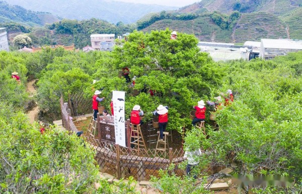 매년 봄 봉황산에서 열리는 송종단총 모수의 채엽 행사. 출처: www.sohu.com