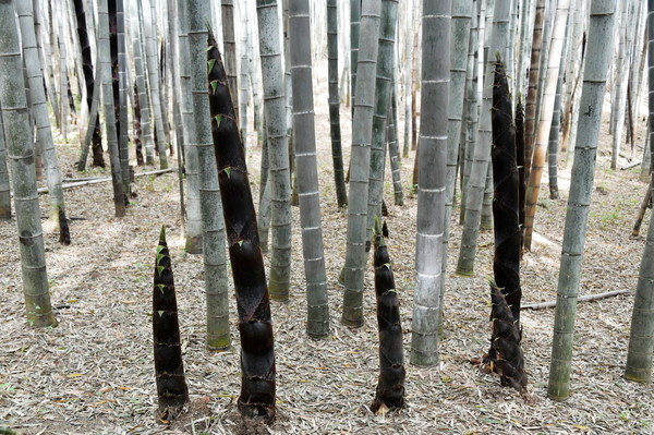 [포토뉴스] 절기 ‘소만’, 죽순은 오르고 대숲은 숨을 고른다