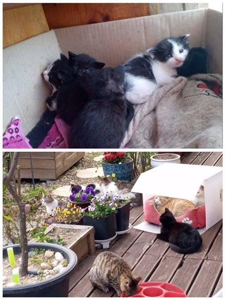 까망이 새끼들과 현관 앞 토방에서 쉬고 있는 까망이와 냥이들(2025.04.07.)