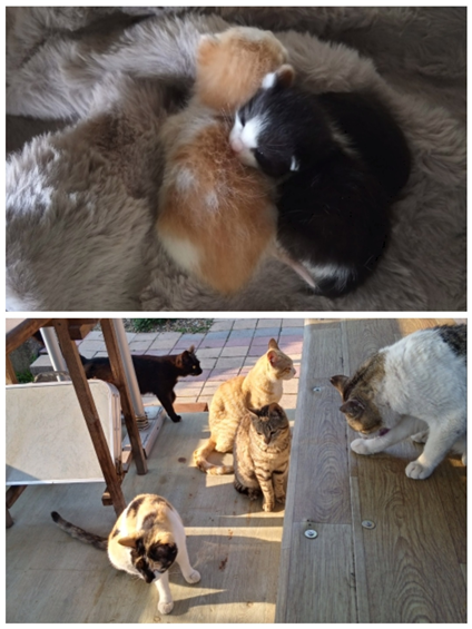 삼이새끼들과 정자에서 쉬고 있는 삼이와 냥이들(2025.04.10.)