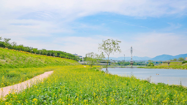 구례 서시천 고수부지 유채꽃밭. 
