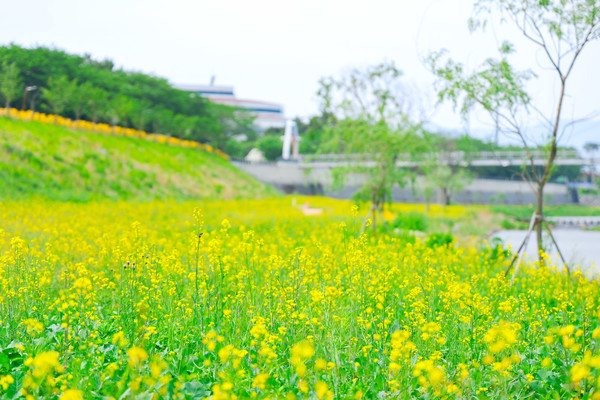 구례군 서시천 유채꽃 