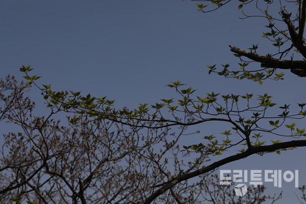 층층나무의 새 잎들.