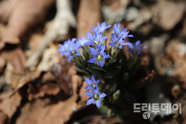봄구슬봉이의 향연.