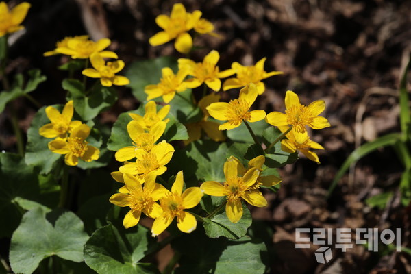 동의나물 군락지.