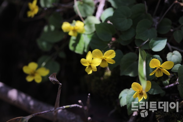 노랑제비꽃.