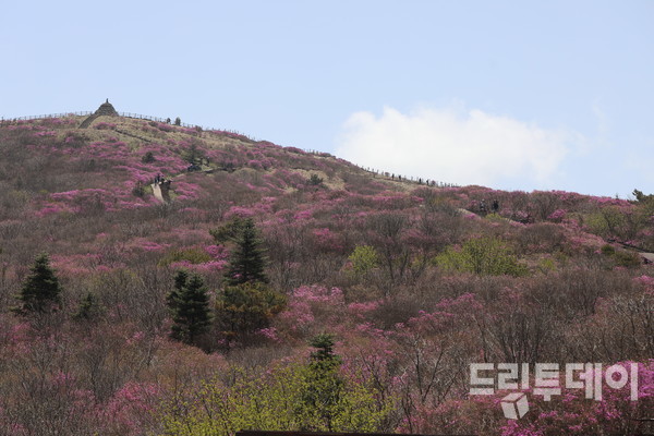 진달래핀 노고단.
