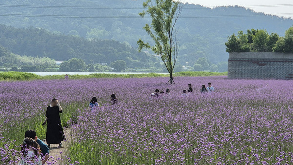 만개한 황룡강 생태길 버들마편초.