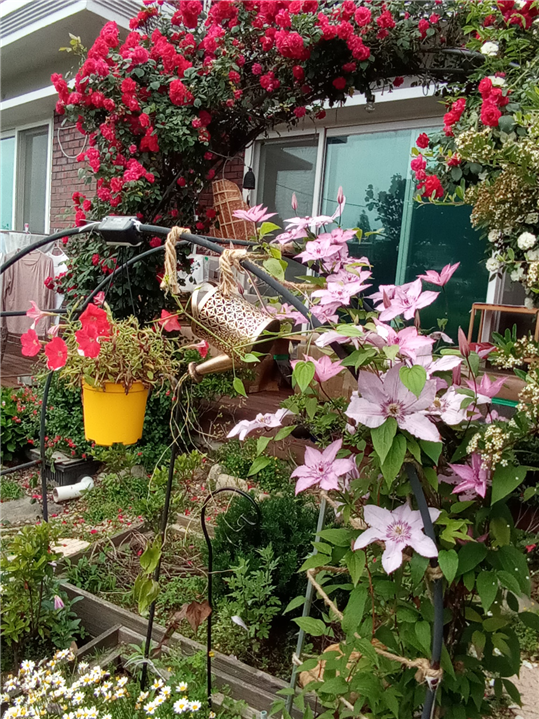 T자 화단의 클레마티스