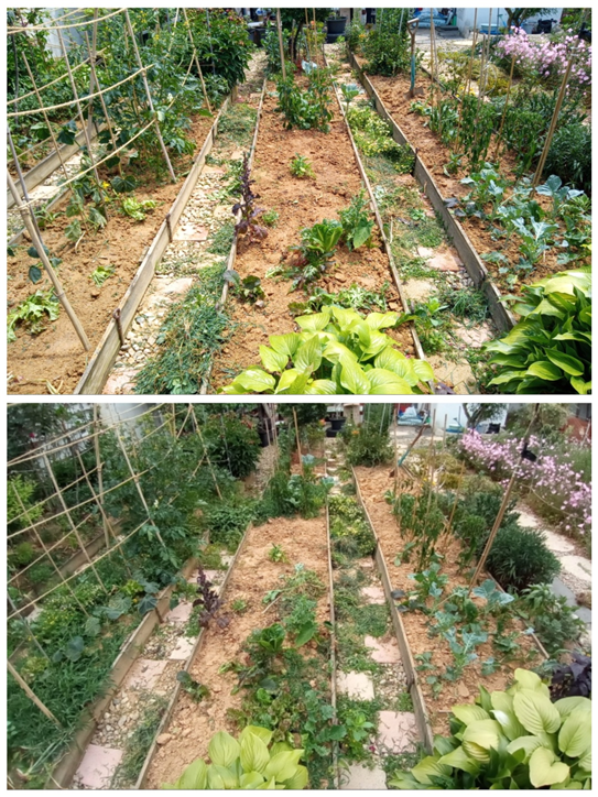 풀매기를 하는 중인 밭(아래)과 다 끝난 밭(위).