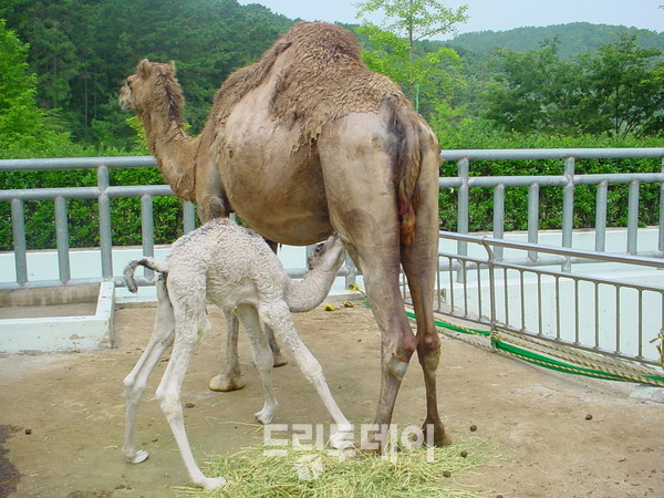 단봉 낙타.