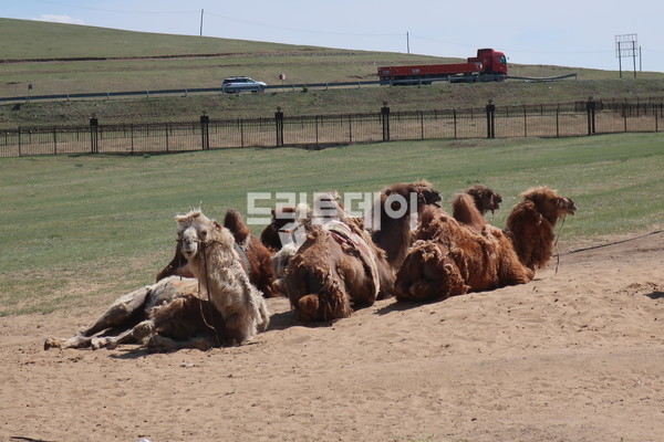 쌍봉 낙타.