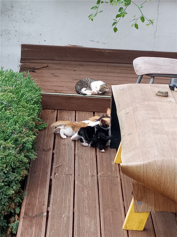 토방에서 새끼들에게 젖먹이는 삼이와 갑자기 나타난 고등어무늬 새끼냥이.