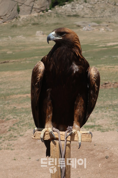 검독수리.